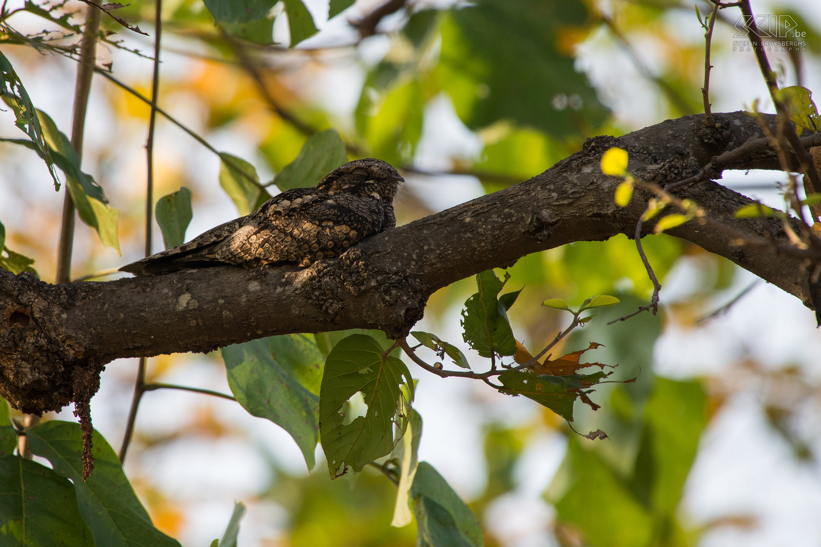 Bandhavgarh - Indian nightjar The Indian Nightjar (Caprimulgus asiaticus) is a small nightjar which is a resident breeder in open lands across South Asia. It only flies after sundown and during the day it lies still on the ground or in a tree and then it is quite difficult to spot it.<br />
 Stefan Cruysberghs